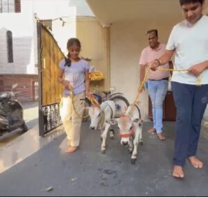 हल्द्वानी पहुंची दुनिया की सबसे छोटी गाय | Miniature Cow in Haldwani